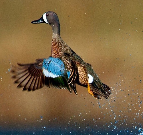 Teal Bird